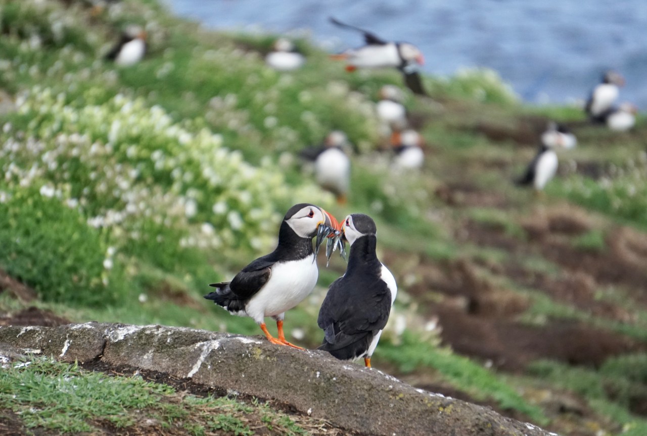 Puffins, Puffins everywhere – at last
