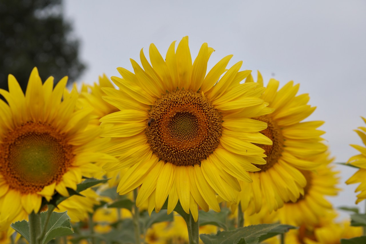 Camargue’s salty marshes to historic Roman&nbsp;Nimes