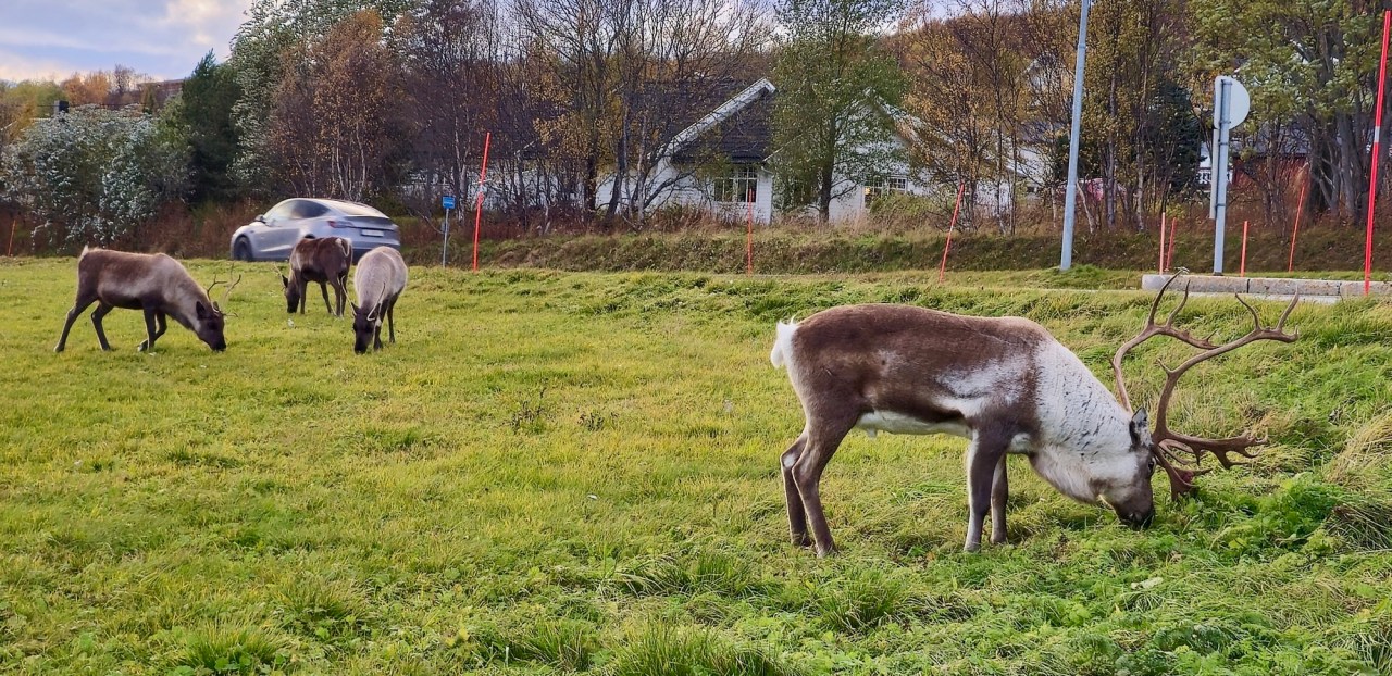 Day 28 – Norwegian North