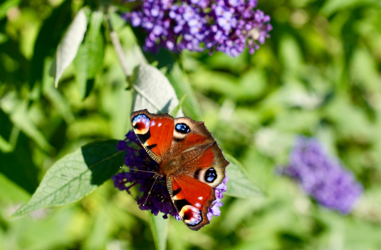 Day 22 – Reflections, butterflies and birds